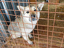 Отлов безнадзорных собак продолжается в Петрозаводске