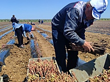Эксперты предложили зарезервировать земли и леса для виноградников