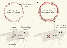 Дрозофилы гиперактивны из-за отсутствия кишечных бактерий