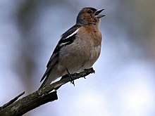 Ученый рассказал о сложном языке птиц