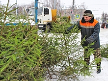 В Луганске ёлочные базары будут работать с середины декабря