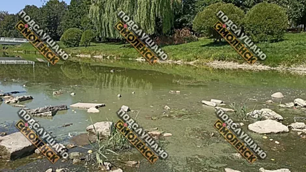 В парке 1100-летия Смоленска каждый день находят мертвых уток