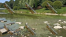 В парке 1100-летия Смоленска каждый день находят мертвых уток