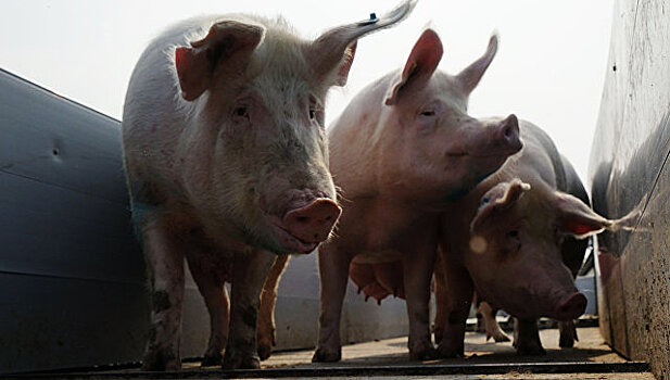 В Румынии обнаружили очаг африканской чумы свиней