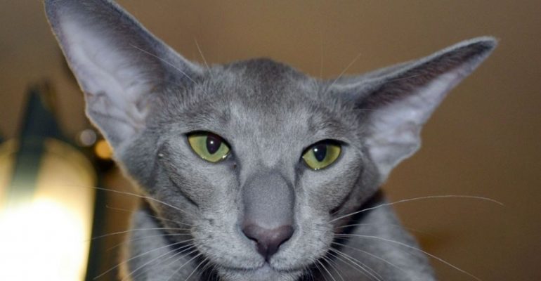 9 пород кошек с большими ушами - Рамблер/новости