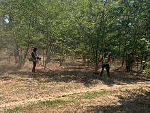 В Ростове ввели новые правила покоса амброзии и других вредных сорняков