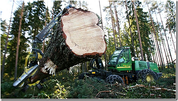 Минприроды Калининградской области преследует лесных арендаторов-должников