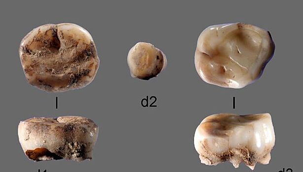 Ученые определили расселение древних людей по зубам