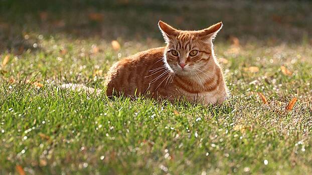 Россиянка выиграла 21 миллион рублей благодаря коту