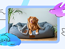 Как зарегистрировать питомца через mos.ru