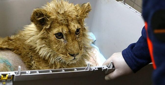 Львёночка Симбу, спасли от сочинского хозяина-живодёра челябинские зоозащитники