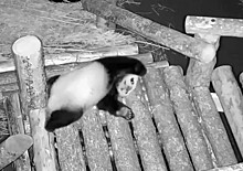 Ночные шалости панды Катюши попали на видео