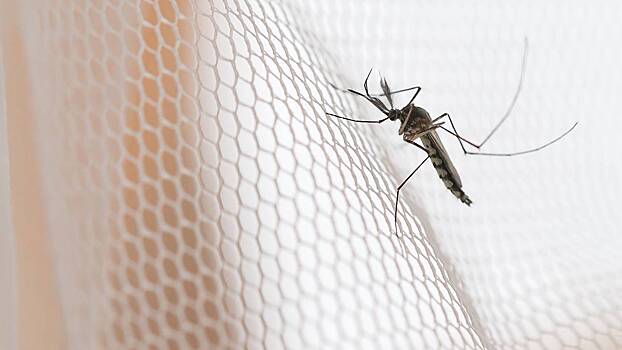 Писк сезона: как избавиться от комаров без вреда для здоровья и дачного участка