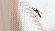 Дерматолог Егорова рассказала, как правильно наносить репелленты от комаров