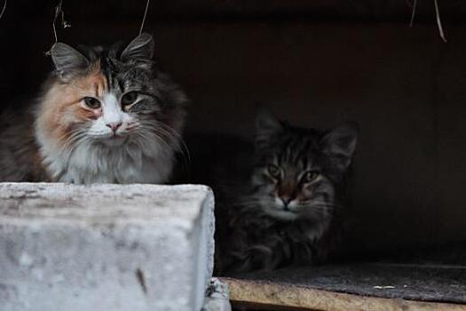 К бездомным котам в Зеленоградске приставят ветеринара
