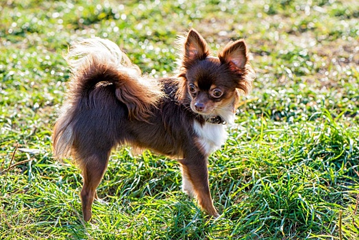 В Новороссийске мужчина жестоко избил чихуахуа из-за лая на ребенка