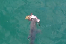 Разъяренная акула-молот убила гуаса на глазах у мужчины