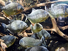 В Бразилии пираньи растерзали упавшую в реку двухлетнюю девочку