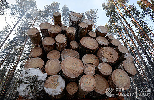 «Когда я взял в руки бензопилу весом 5,6 килограммов, понял, что впереди тяжелый день»: как финский журналист поработал в России на лесозаготовках