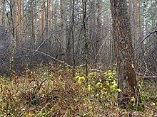 Сын признался в убийстве и обезглавливании собственной матери в Екатеринбурге