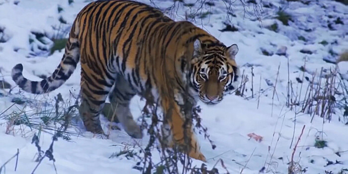 Новый год тигра: как удалось спасти редкого хищника?