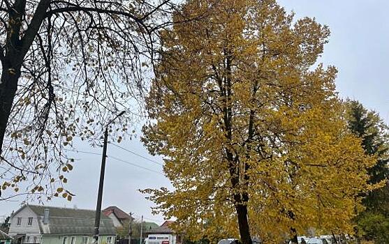 В Курске задержали иностранца, который пытался скрыться от полиции на дереве