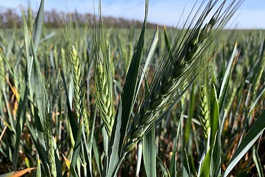 В Краснодарском крае приступили к уборке пшеницы кубанской селекции