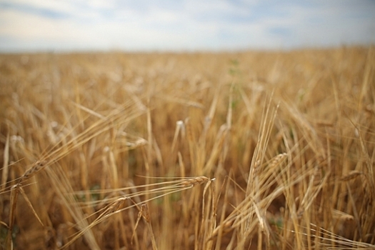 Из Волгоградской области экспортировали более 250 тысяч тонн продукции