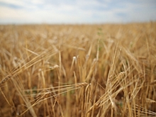 Из Волгоградской области экспортировали более 250 тысяч тонн продукции