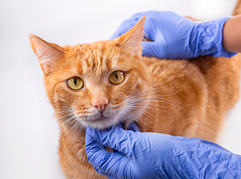 Кошка дрожит и трясется — почему и что делать?