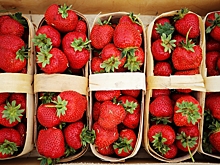 Москвичам дали советы по выбору клубники