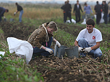 Могут ли студенты заменить мигрантов на сезонных сельхозработах?
