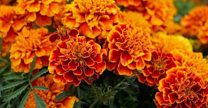 5 цветов, которые стоит посадить на своем участке