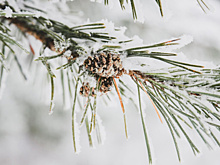 В Самарской области 28 января потеплеет до 3 градусов