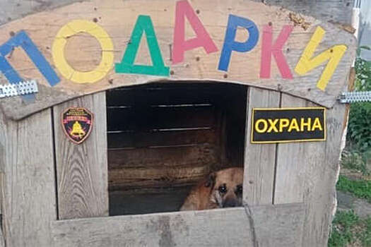 Житель Урала пытался спрятаться от силовиков в собачьей будке, но его нашли