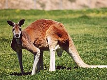 Кенгуру сломал ребра женщине и избил ее семью