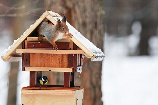 Любителей фауны просят заботиться о птицах и белках лесопарка в марте
