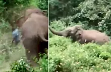 Дикий слон растоптал зоолога на глазах у его коллег в Индии