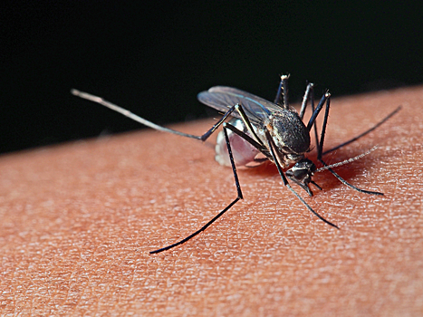 Обнаружен смертельный вирус, переносимый комарами