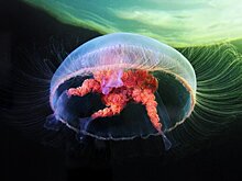 Врач рассказала об опасности встречи с ядовитой медузой