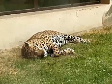 Видео дня: в зоопарке «Лимпопо» показали дневной сон своих обитателей