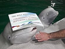 ГИБДД Уфы привлекла дельфинов к акции «Я за безопасность дорожного движения»