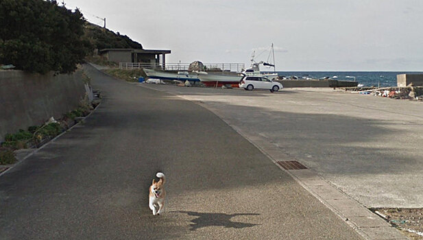 На Google Карты попала забавная японская собака