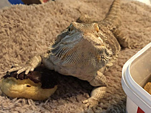 В Сети хвастаются свиданиями с бородатыми ящерицами