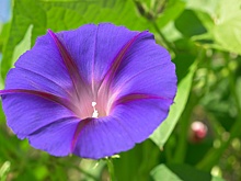 За выращивание ипомеи дачникам может грозить уголовная ответственность