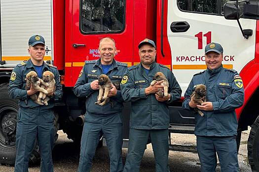 Пожарные приютили пятерых щенят в российском городе