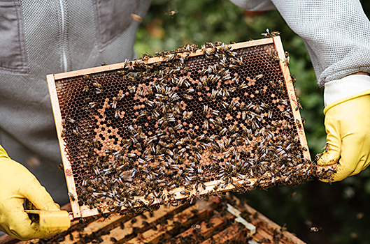 Найден способ защитить пчёл и повысить качество меда