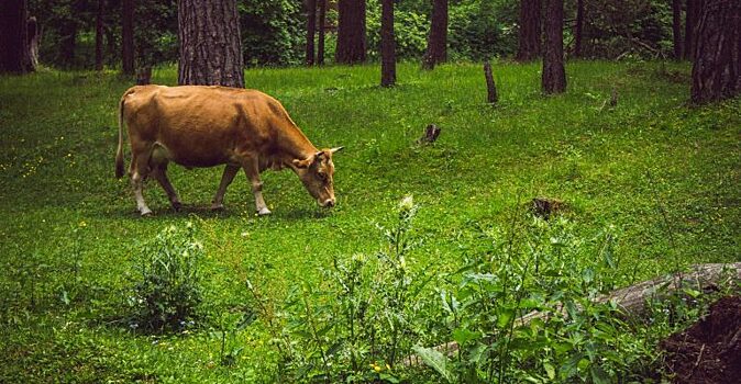 Девочка спрятала корову во время войны — жители деревни были благодарны ей
