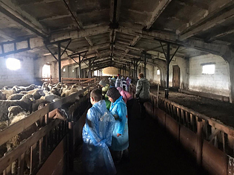 Сельский туризм: как фермы, подворья и сыроварни Самарской области принимают гостей
