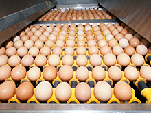 У американской компании украли 280 тысяч яиц